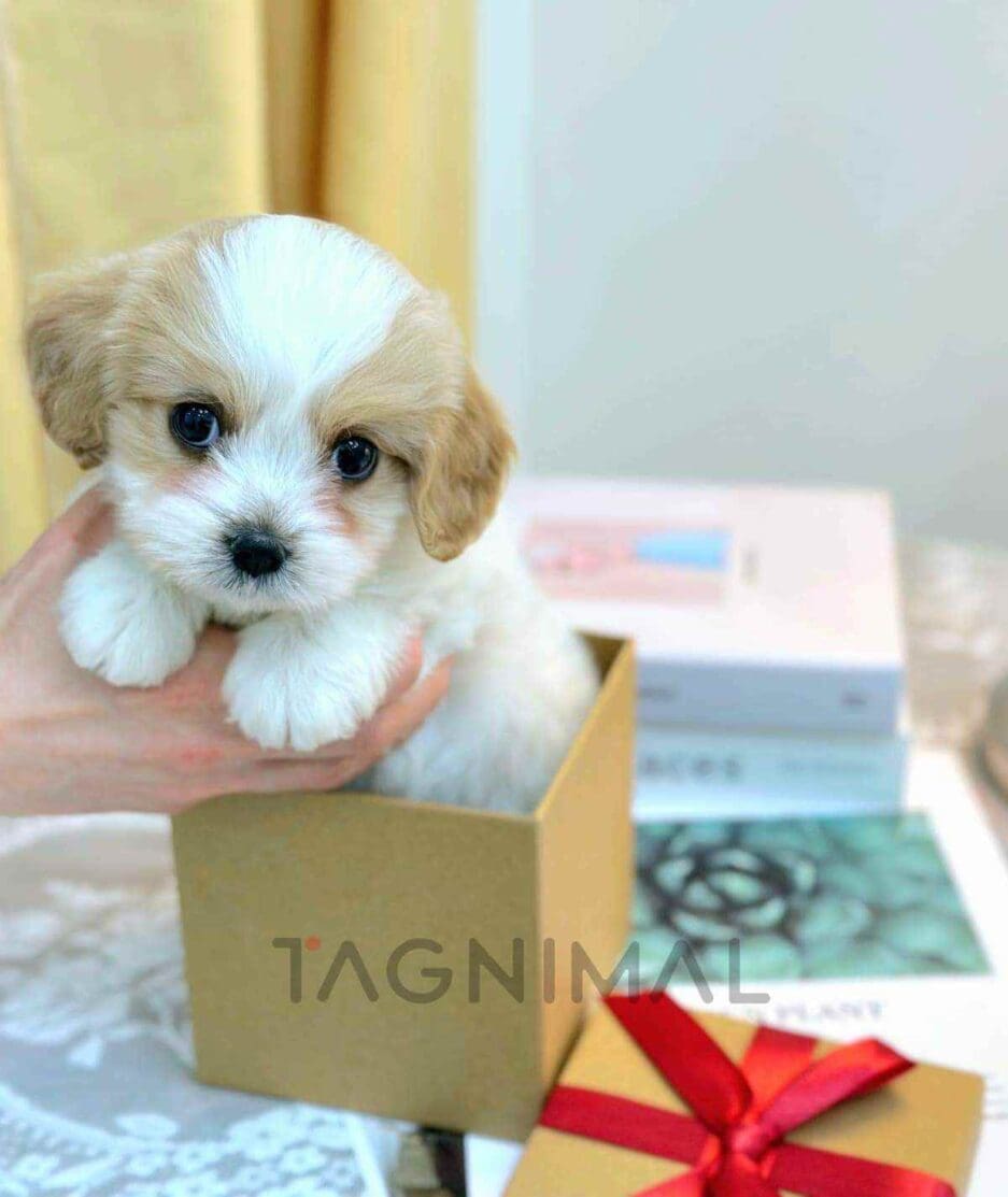 Cavapoo puppy for sale, dog for sale at Tagnimal