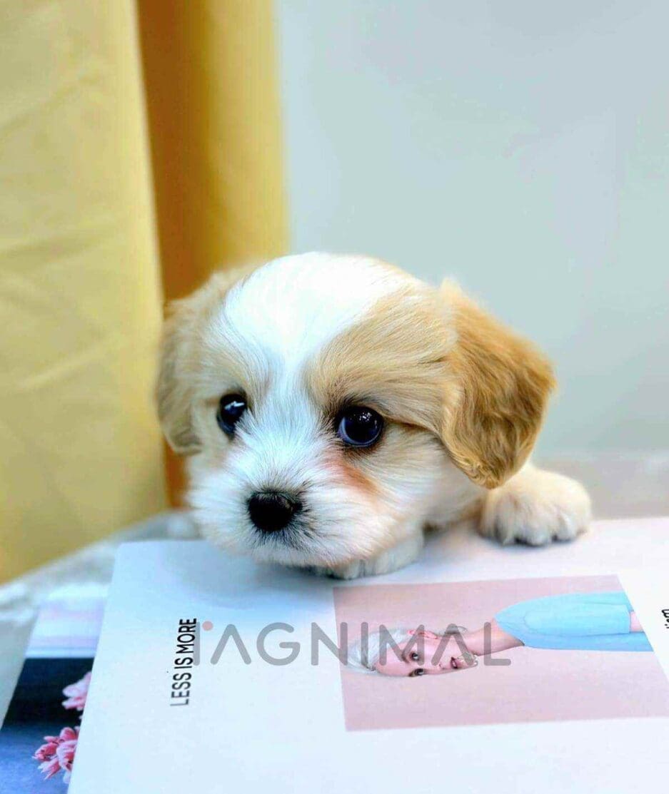 Cavapoo puppy for sale, dog for sale at Tagnimal