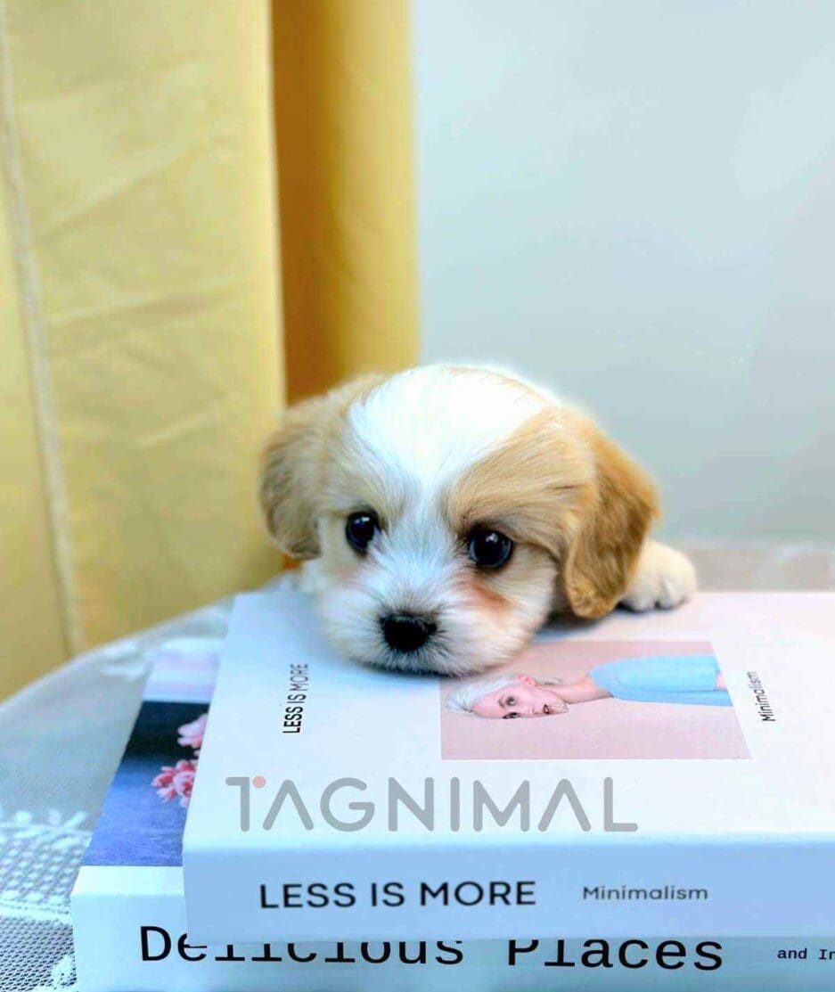 Cavapoo puppy for sale, dog for sale at Tagnimal