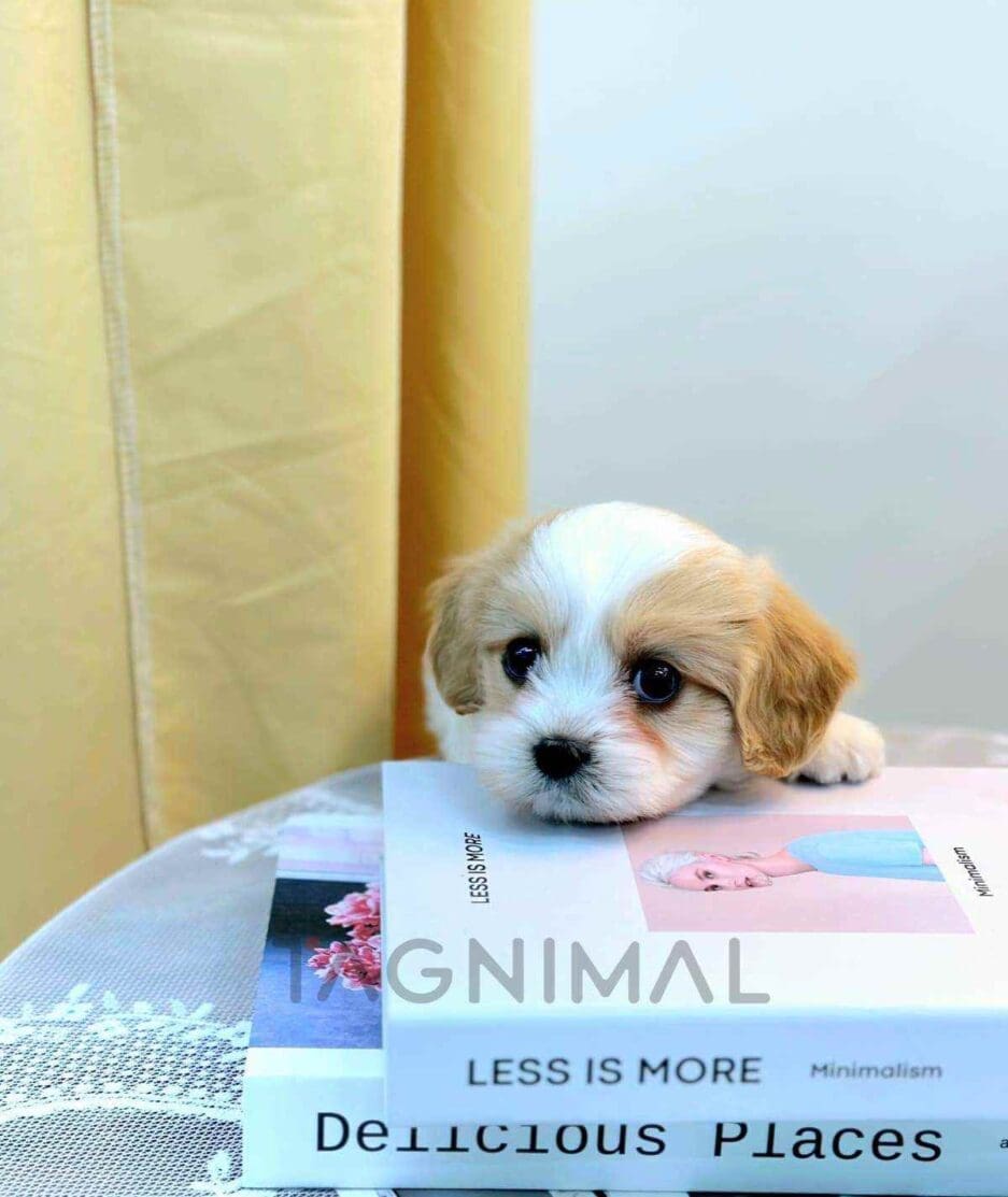 Cavapoo puppy for sale, dog for sale at Tagnimal