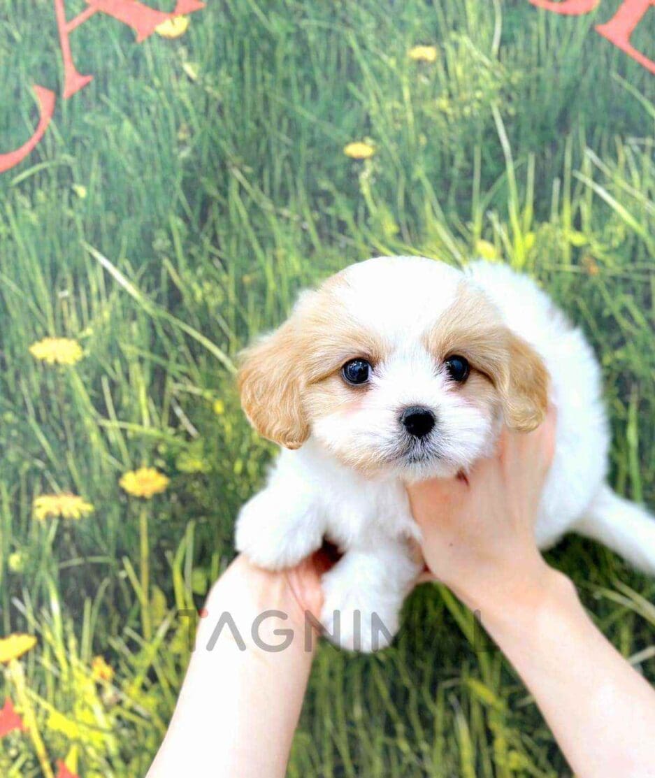 Cavapoo puppy for sale, dog for sale at Tagnimal