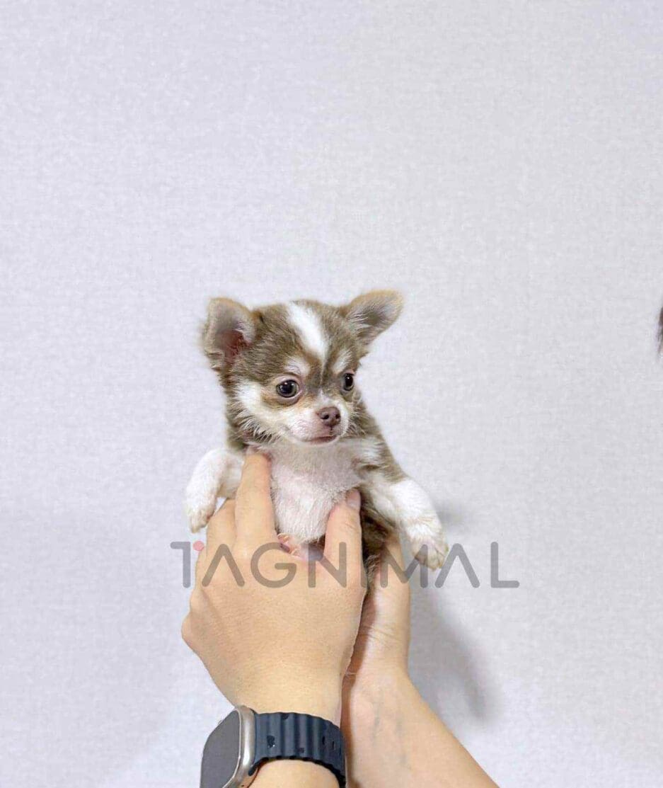 Chihuahua puppy for sale, dog for sale at Tagnimal