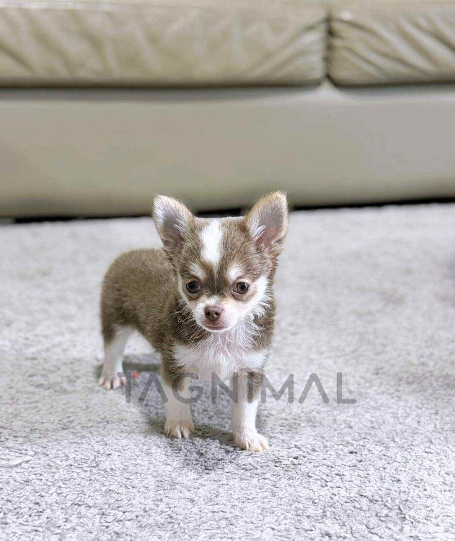 Chihuahua puppy for sale, dog for sale at Tagnimal