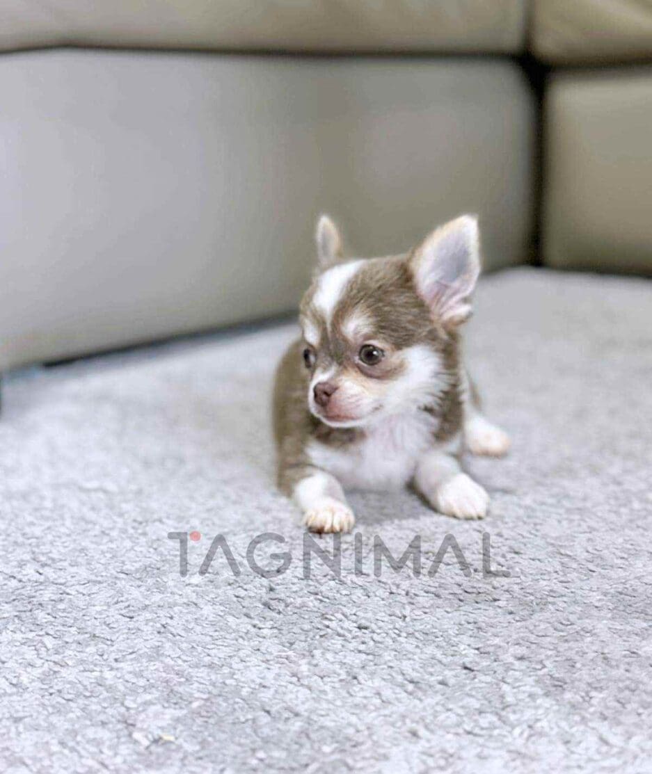 Chihuahua puppy for sale, dog for sale at Tagnimal