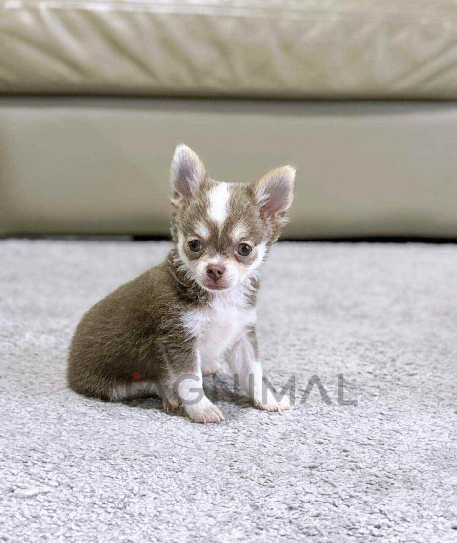 Chihuahua puppy for sale, dog for sale at Tagnimal