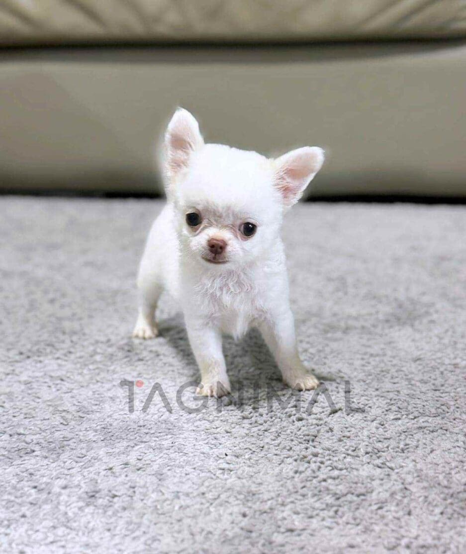 Chihuahua puppy for sale, dog for sale at Tagnimal