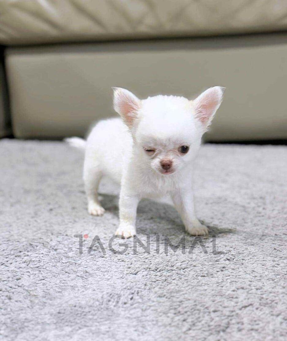 Chihuahua puppy for sale, dog for sale at Tagnimal