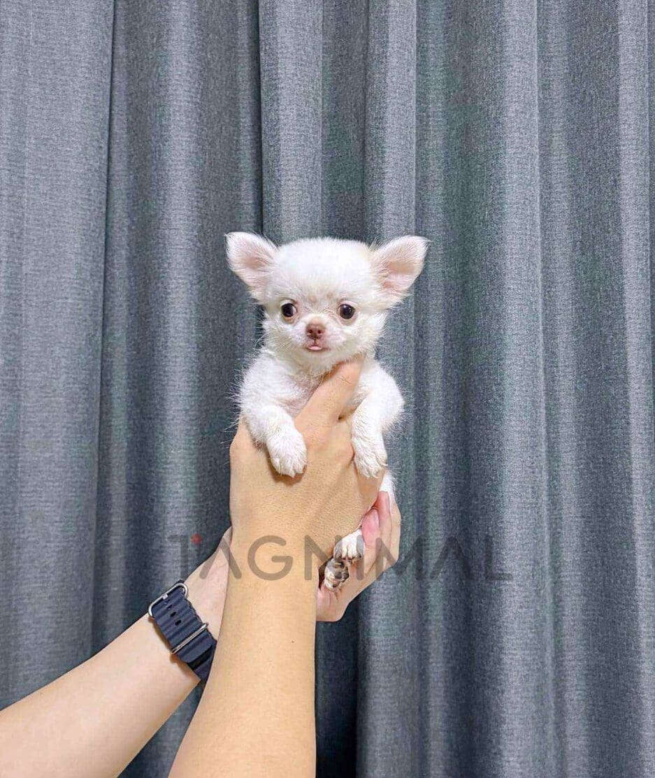 Chihuahua puppy for sale, dog for sale at Tagnimal