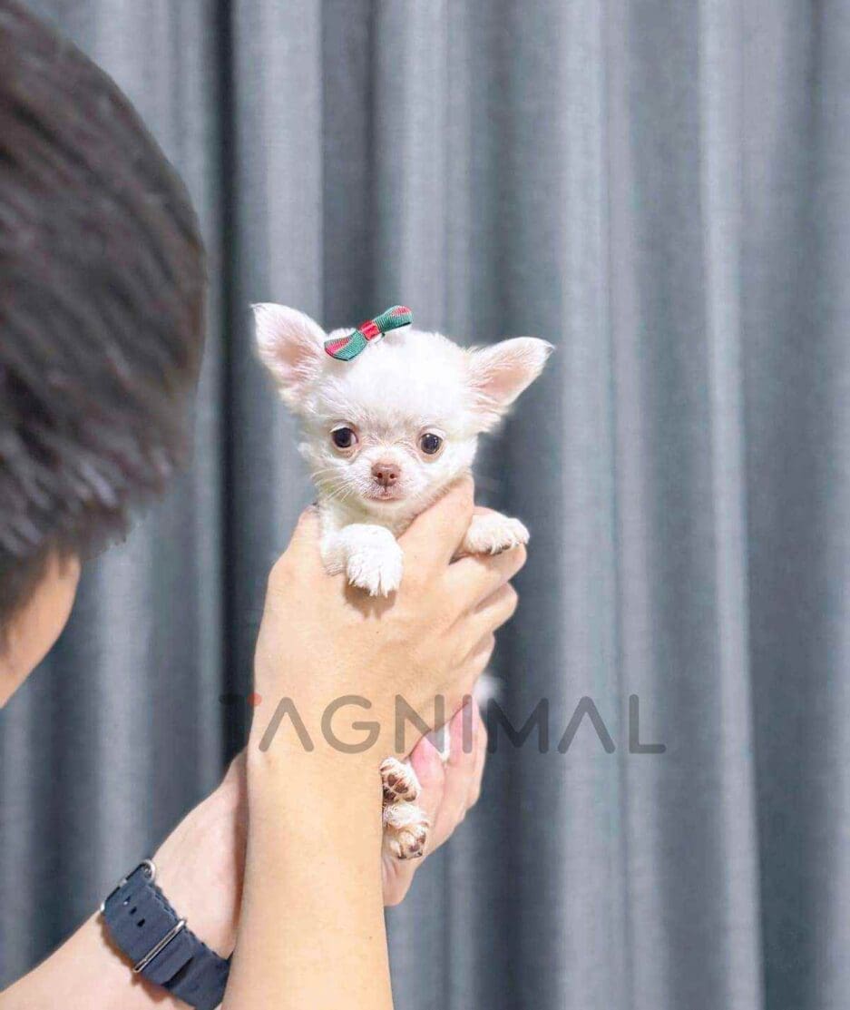 Chihuahua puppy for sale, dog for sale at Tagnimal