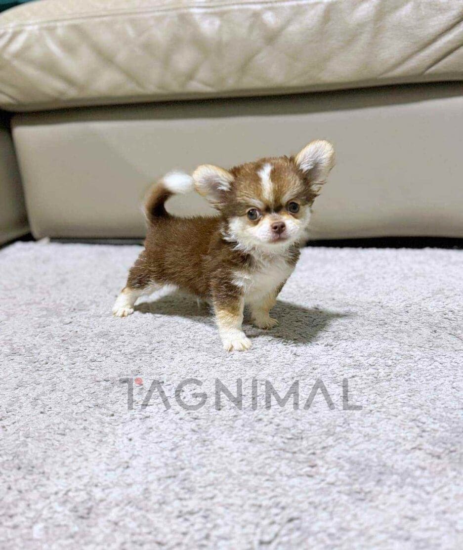 Chihuahua puppy for sale, dog for sale at Tagnimal