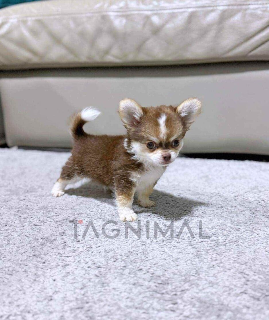 Chihuahua puppy for sale, dog for sale at Tagnimal