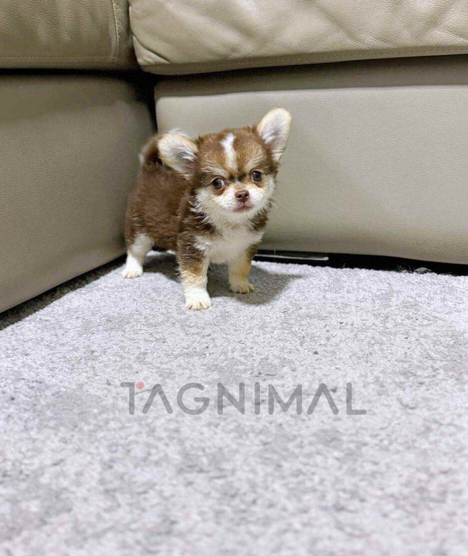 Chihuahua puppy for sale, dog for sale at Tagnimal