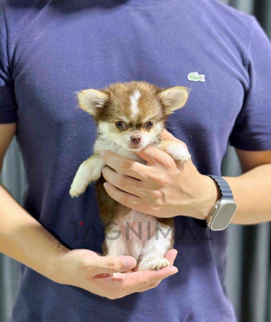 Chihuahua puppy for sale, dog for sale at Tagnimal