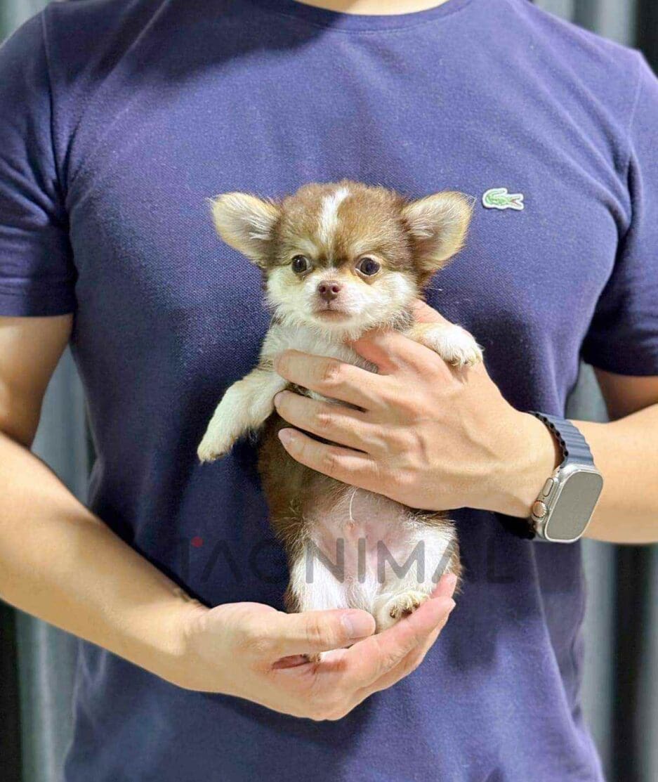 Chihuahua puppy for sale, dog for sale at Tagnimal