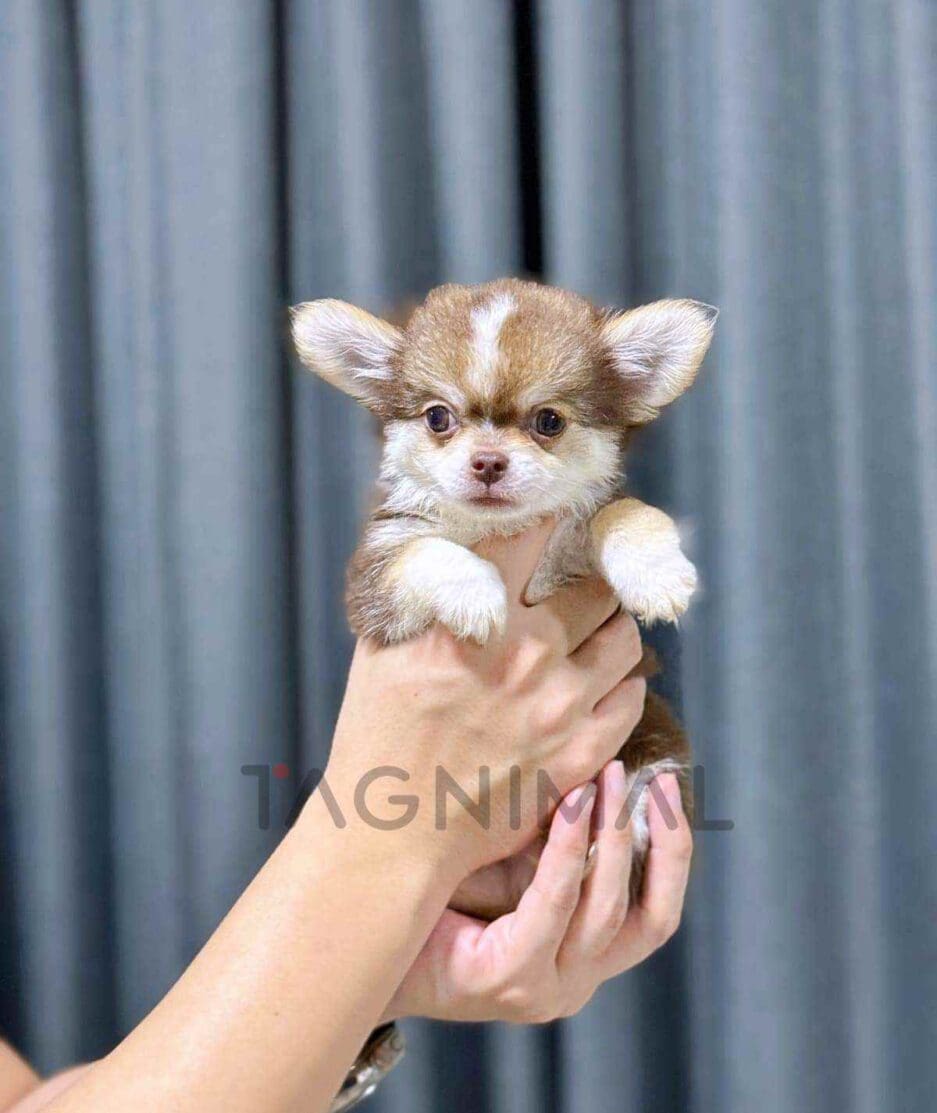 Chihuahua puppy for sale, dog for sale at Tagnimal