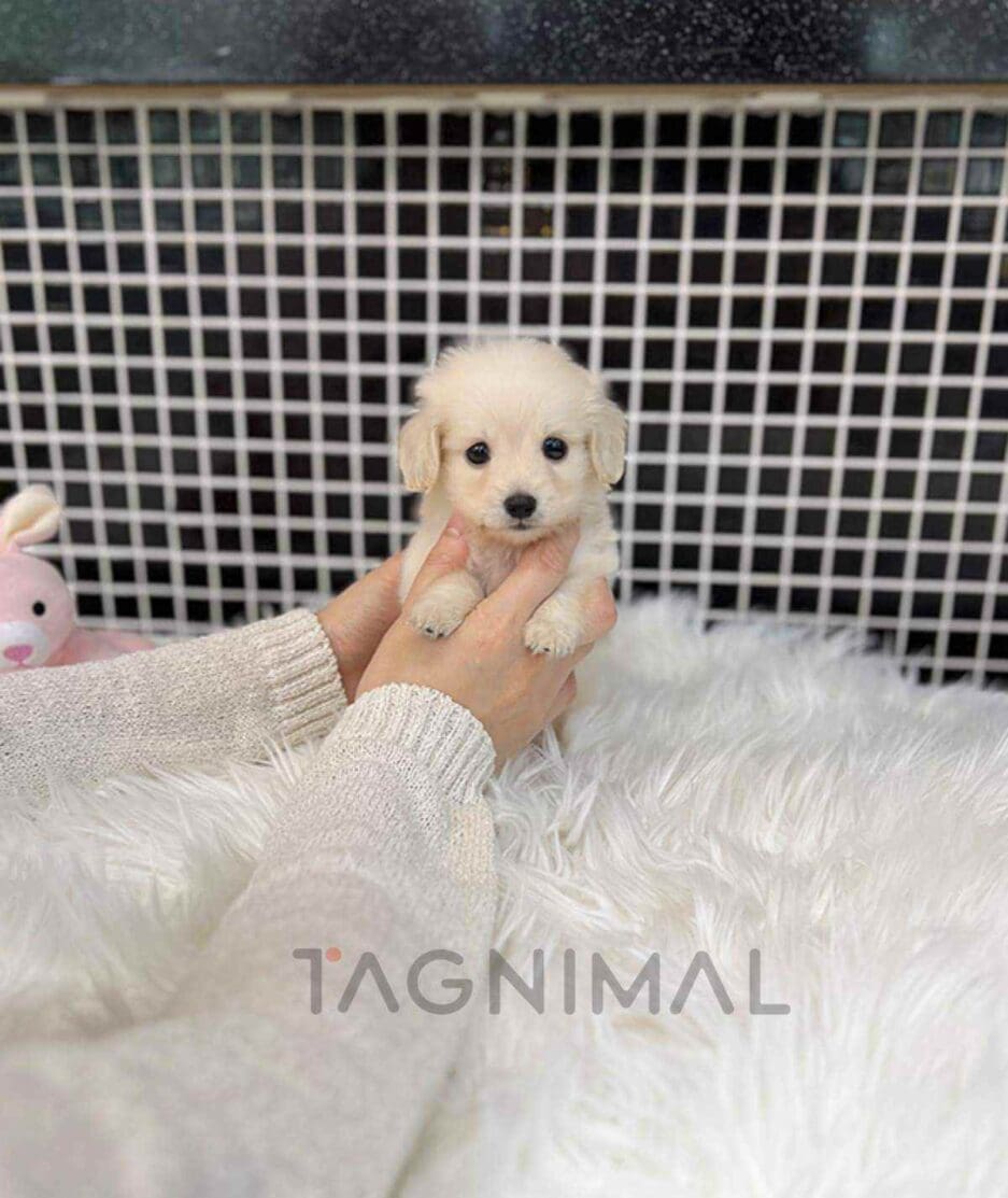 Dachshund puppy for sale, dog for sale at Tagnimal