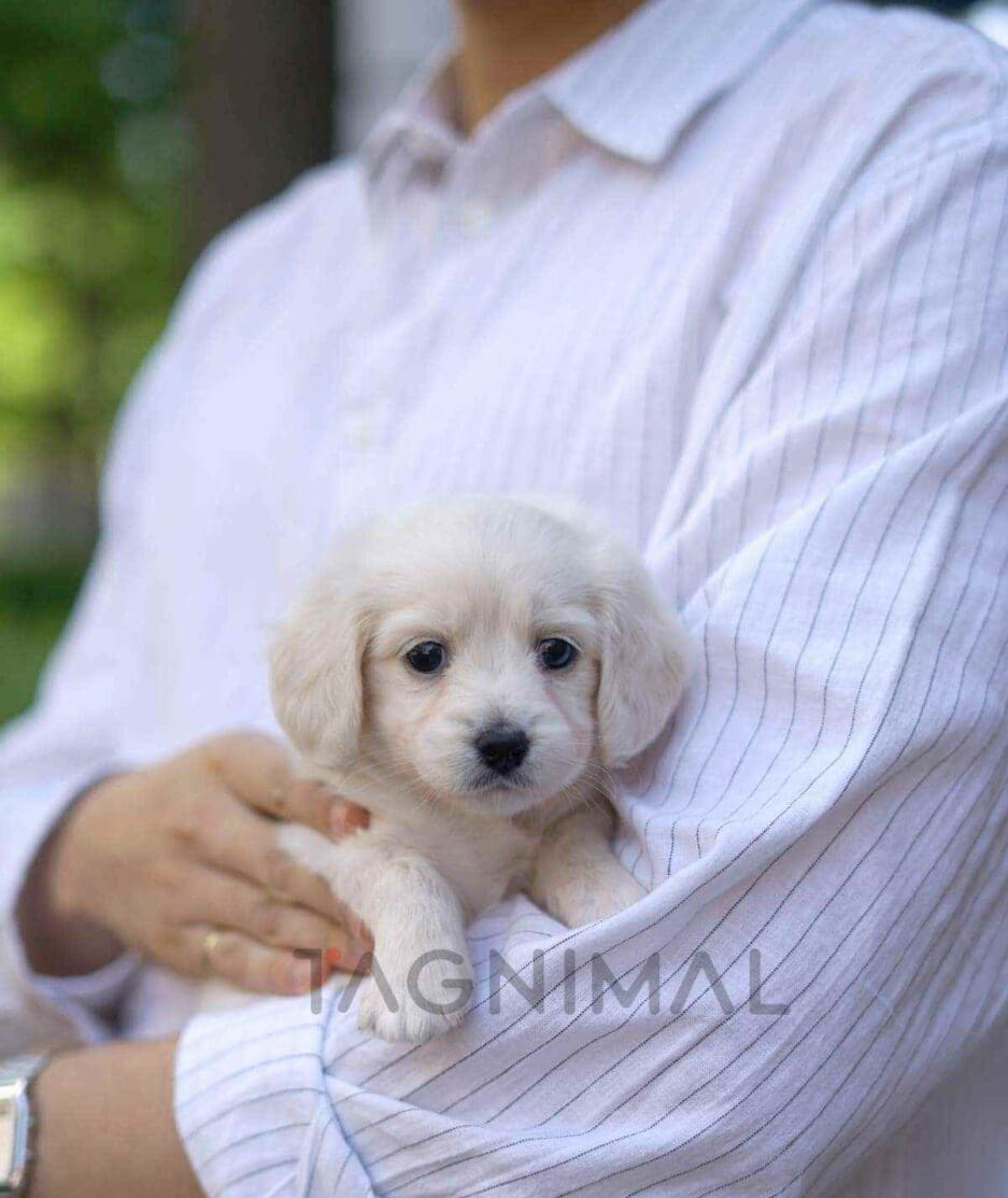 Dachshund puppy for sale, dog for sale at Tagnimal