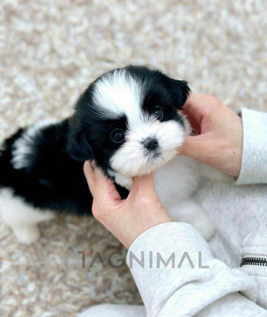 Malshi puppy for sale, dog for sale at Tagnimal