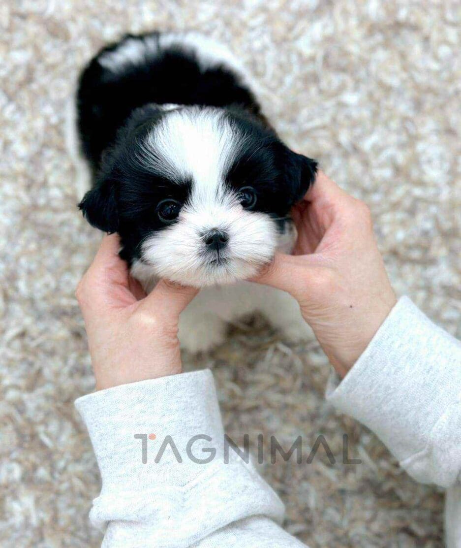 Malshi puppy for sale, dog for sale at Tagnimal