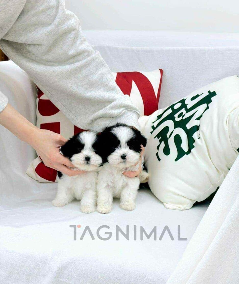 Malshi puppy for sale, dog for sale at Tagnimal