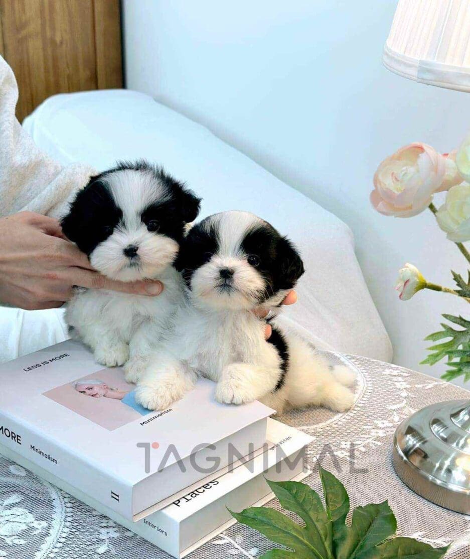 Malshi puppy for sale, dog for sale at Tagnimal