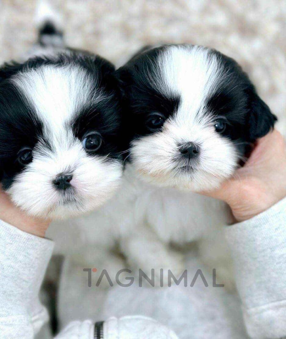 Malshi puppy for sale, dog for sale at Tagnimal