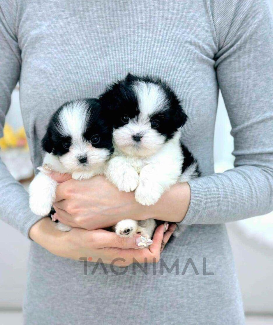 Malshi puppy for sale, dog for sale at Tagnimal