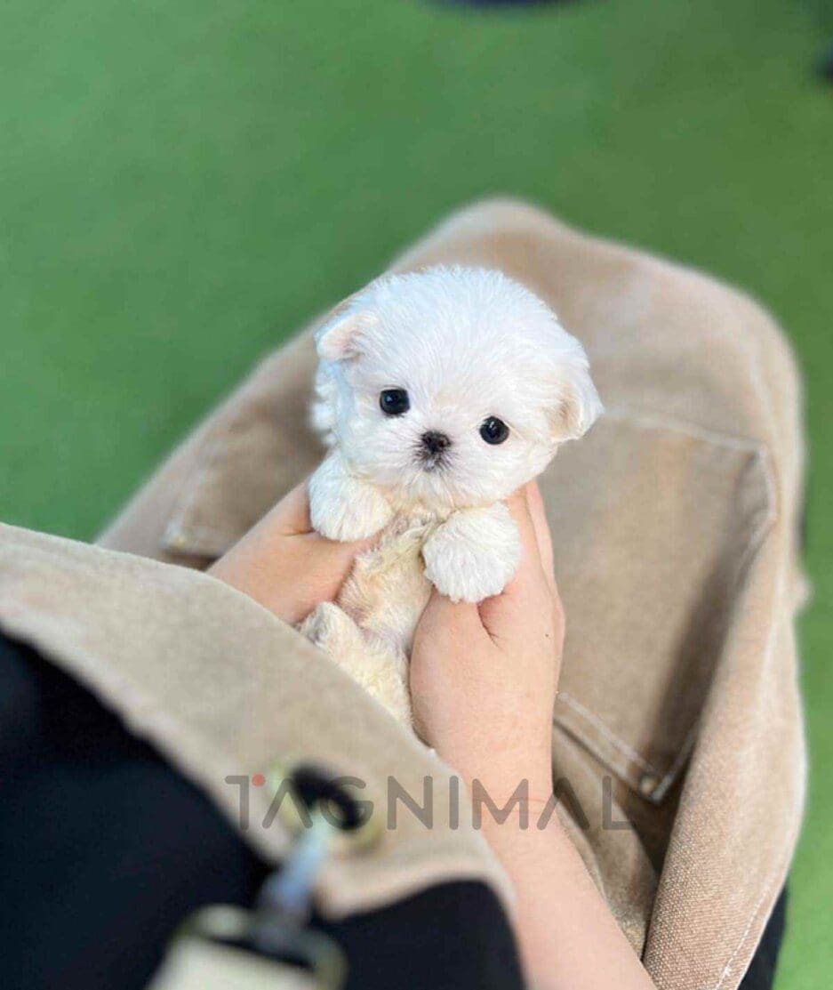 Maltese puppy for sale, dog for sale at Tagnimal