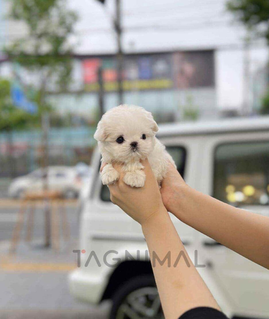 Maltese puppy for sale, dog for sale at Tagnimal