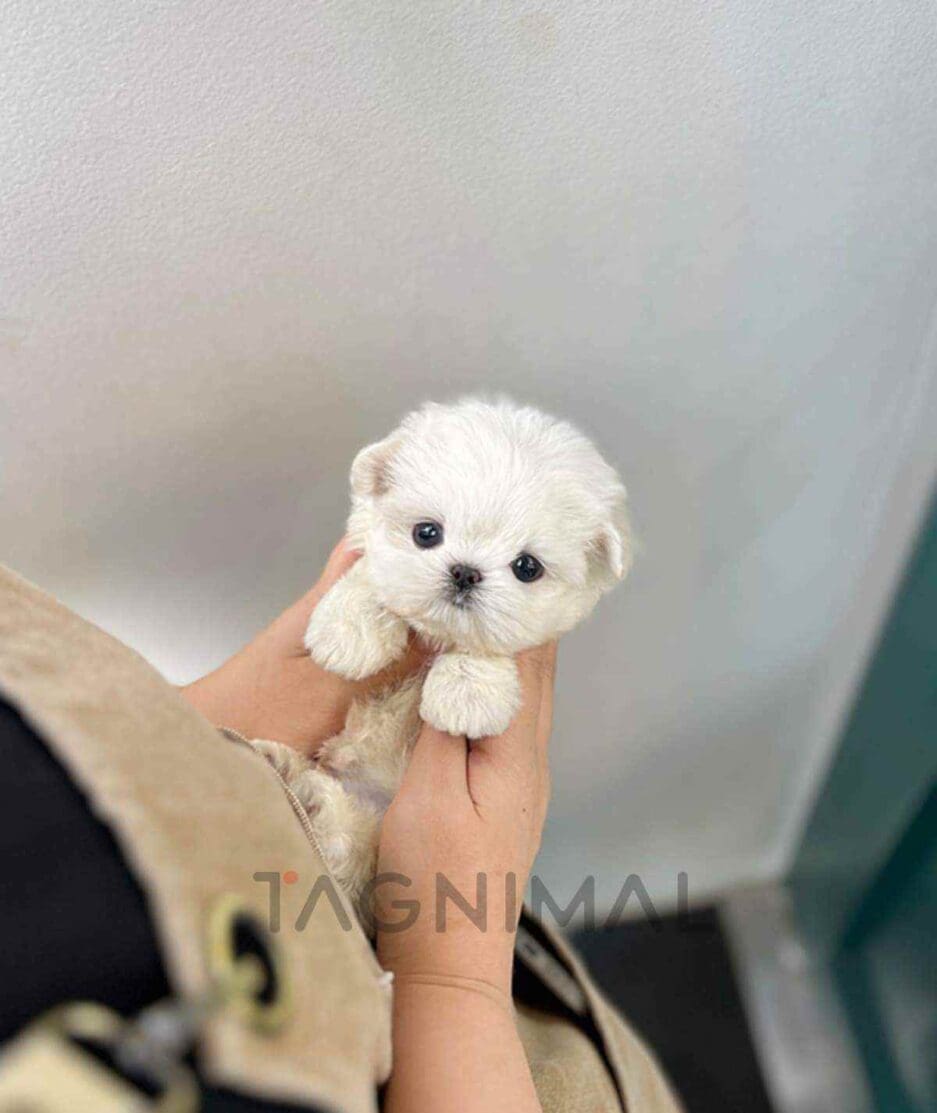 Maltese puppy for sale, dog for sale at Tagnimal