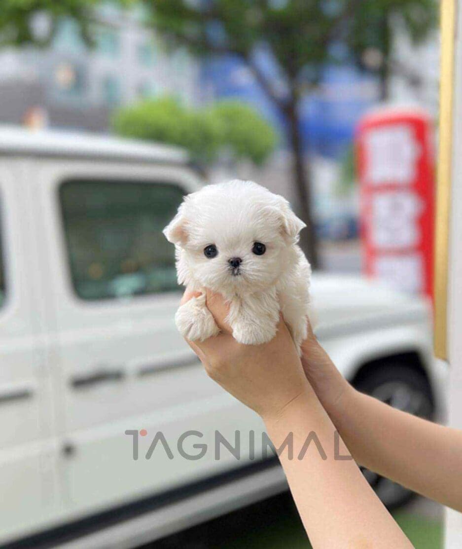 Maltese puppy for sale, dog for sale at Tagnimal