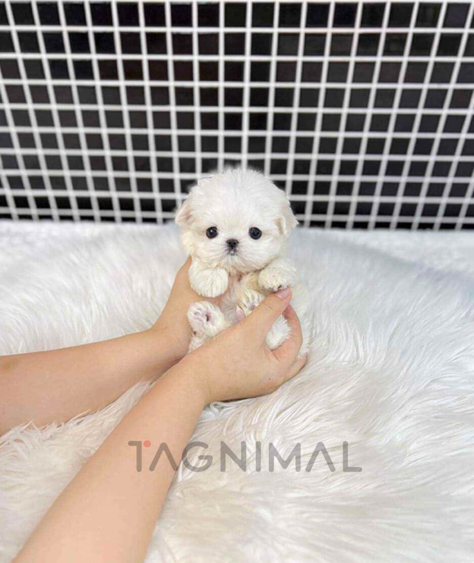 Maltese puppy for sale, dog for sale at Tagnimal