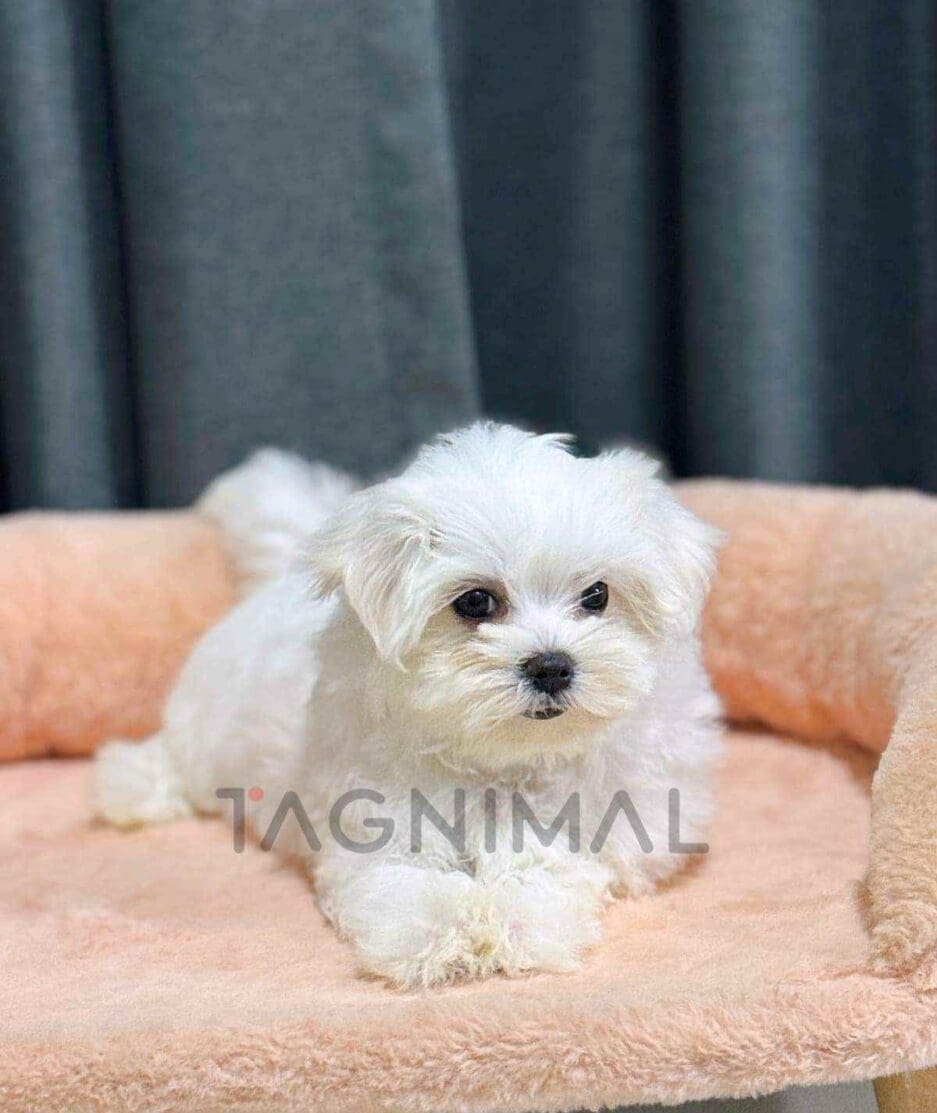 Maltese puppy for sale, dog for sale at Tagnimal