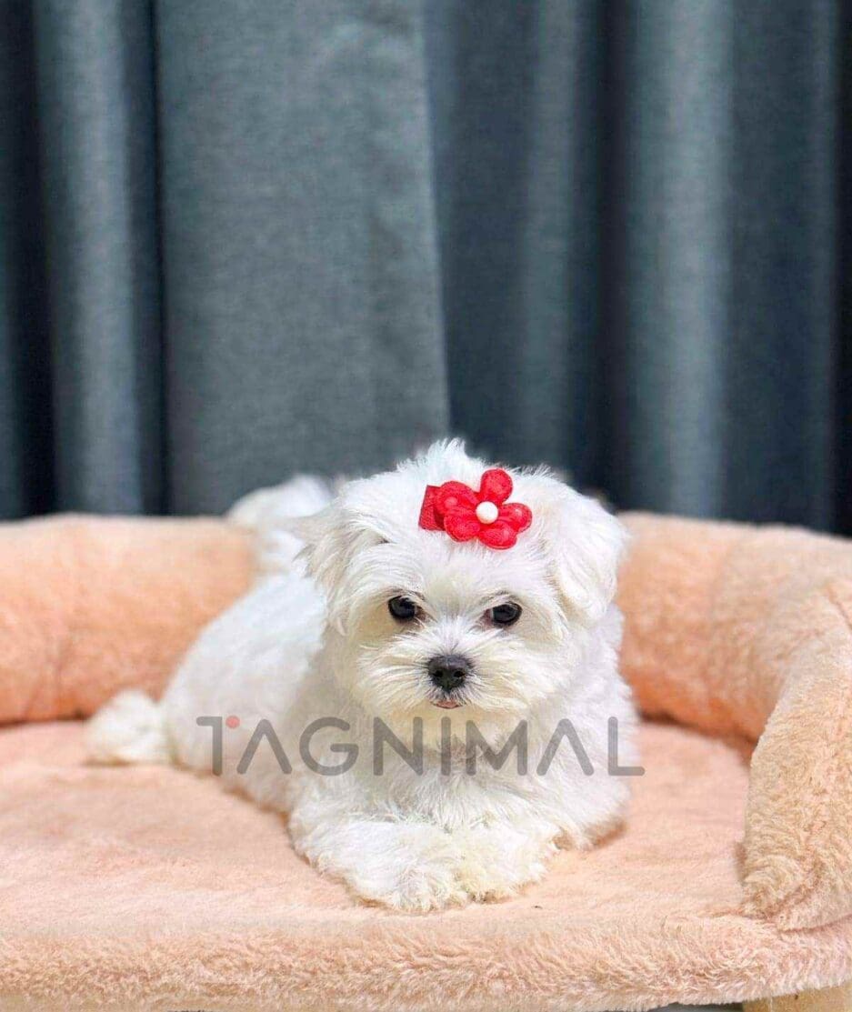 Maltese puppy for sale, dog for sale at Tagnimal