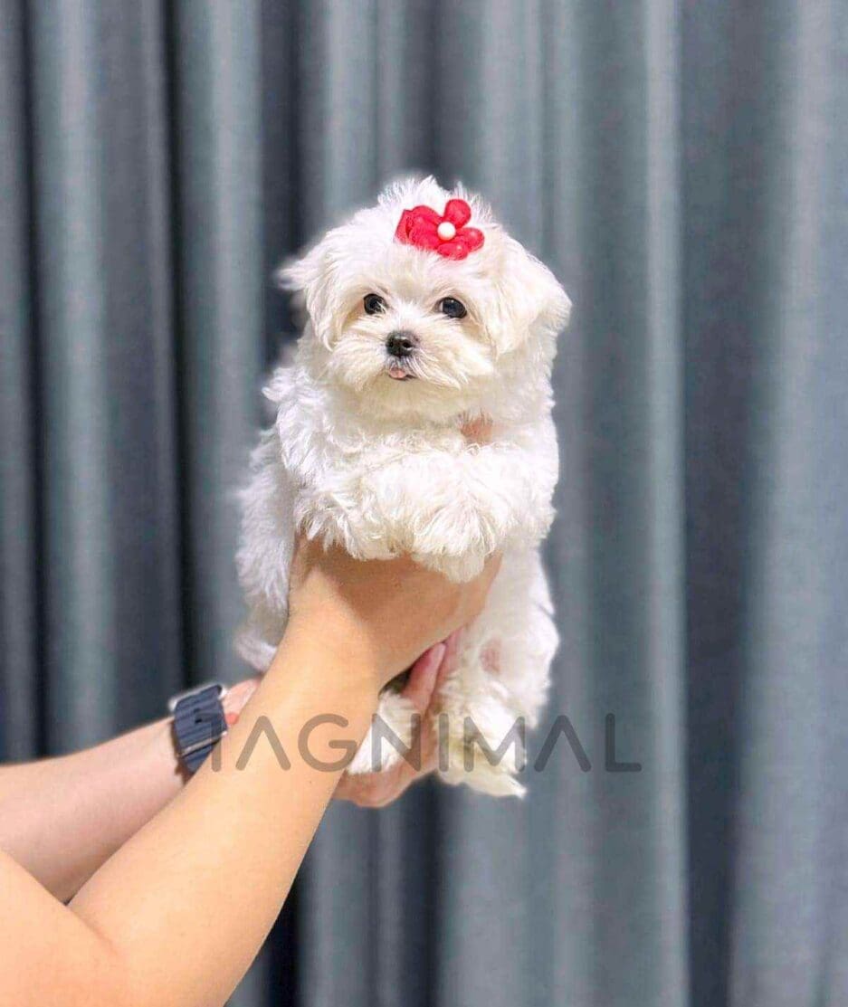 Maltese puppy for sale, dog for sale at Tagnimal