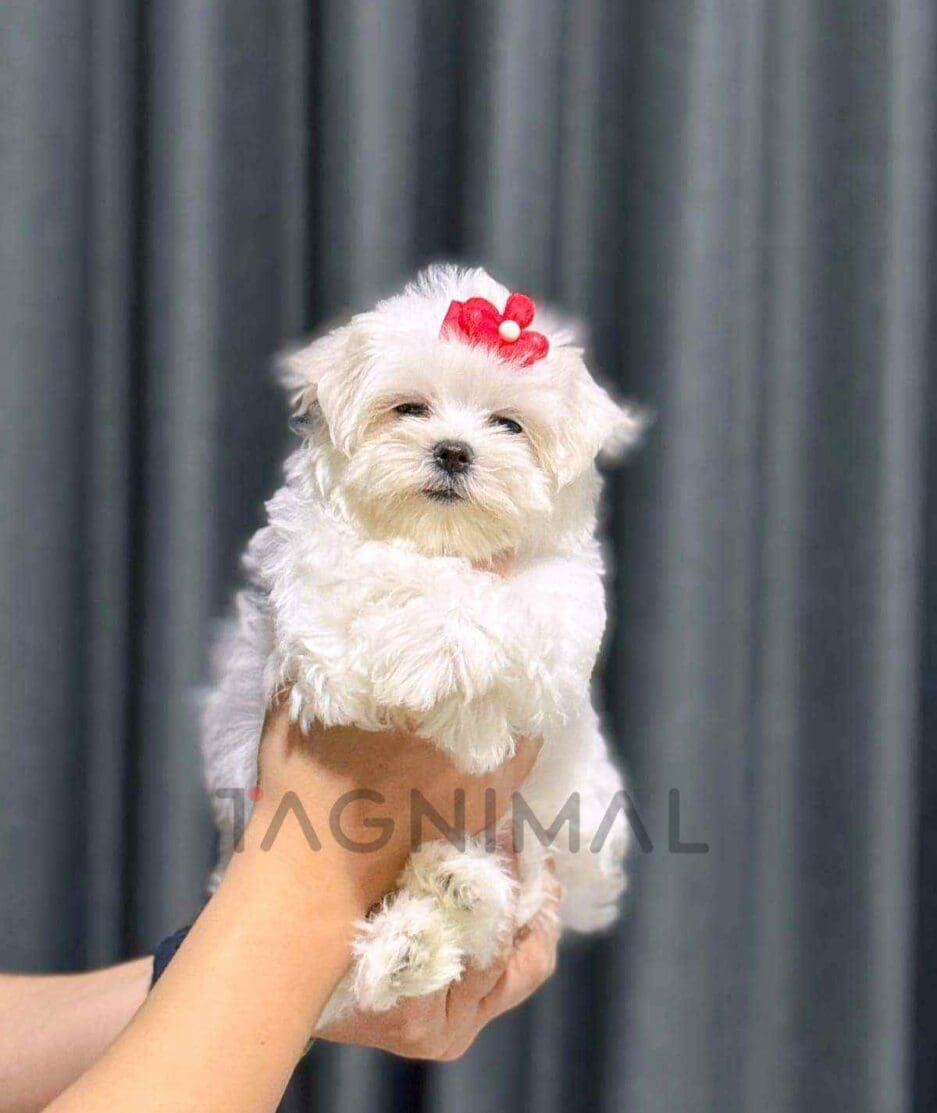 Maltese puppy for sale, dog for sale at Tagnimal