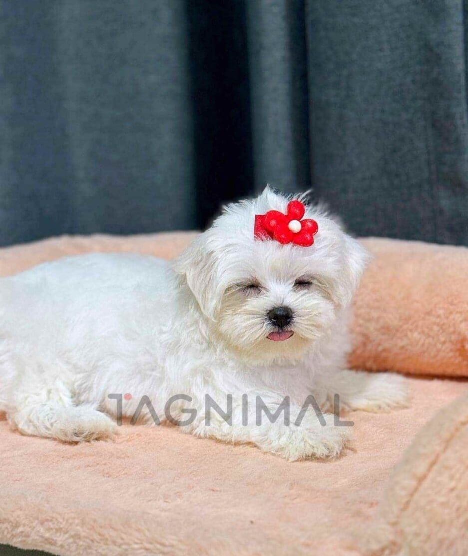 Maltese puppy for sale, dog for sale at Tagnimal