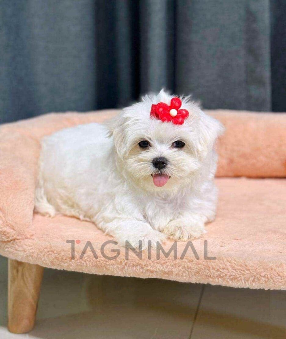 Maltese puppy for sale, dog for sale at Tagnimal