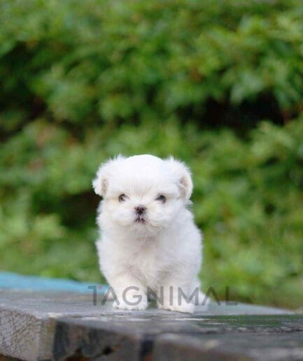 Maltese puppy for sale, dog for sale at Tagnimal