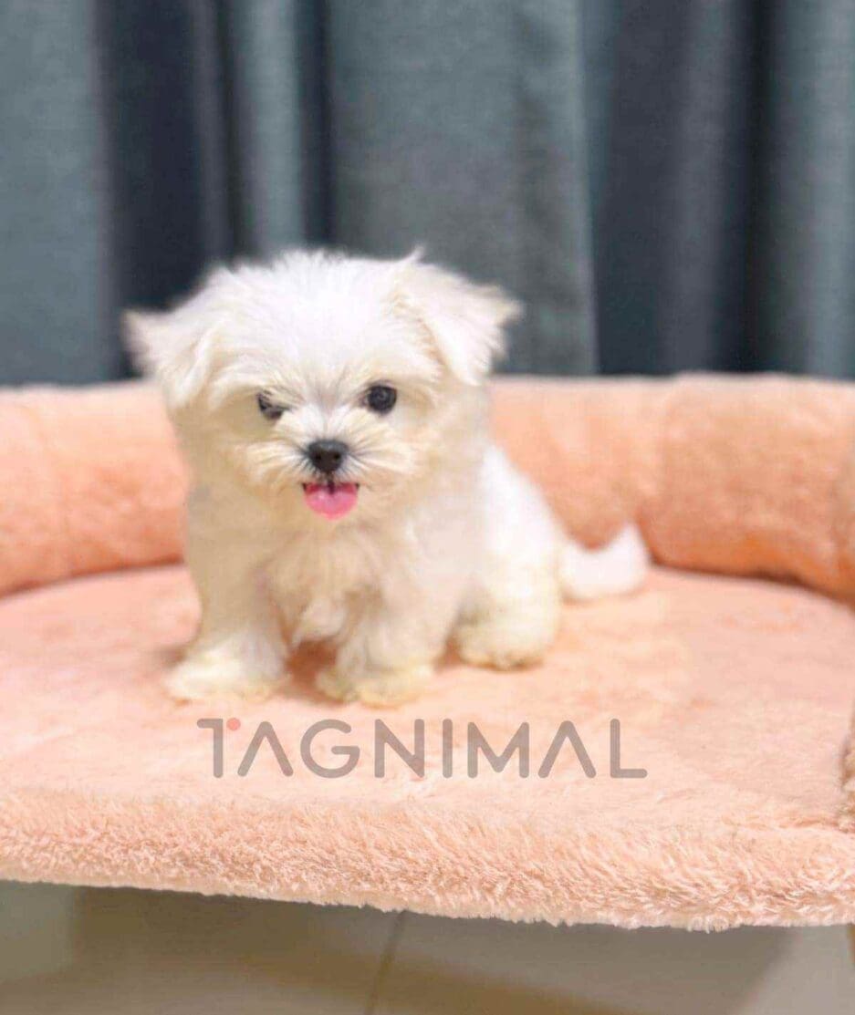 Maltese puppy for sale, dog for sale at Tagnimal