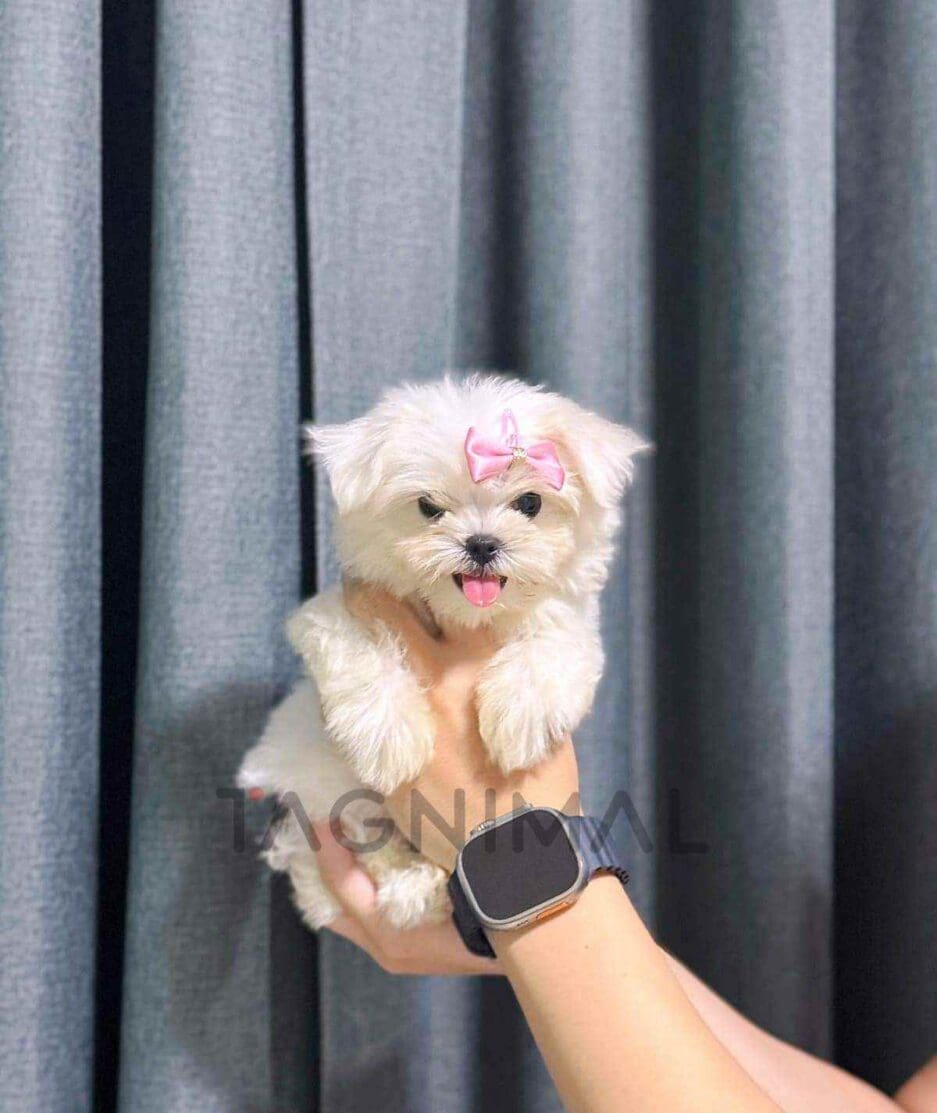 Maltese puppy for sale, dog for sale at Tagnimal