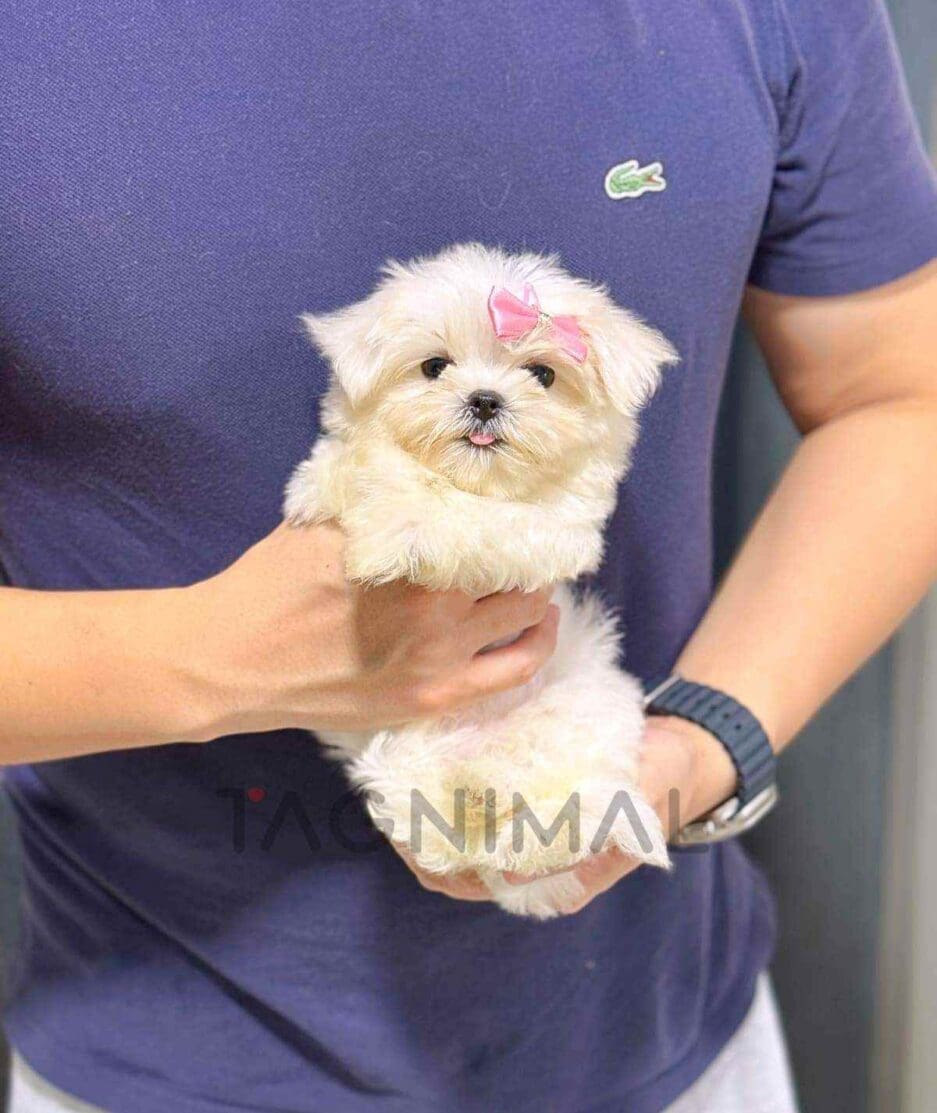 Maltese puppy for sale, dog for sale at Tagnimal