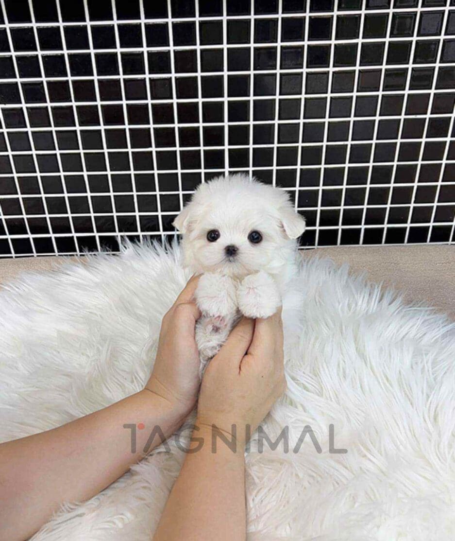 Maltese puppy for sale, dog for sale at Tagnimal