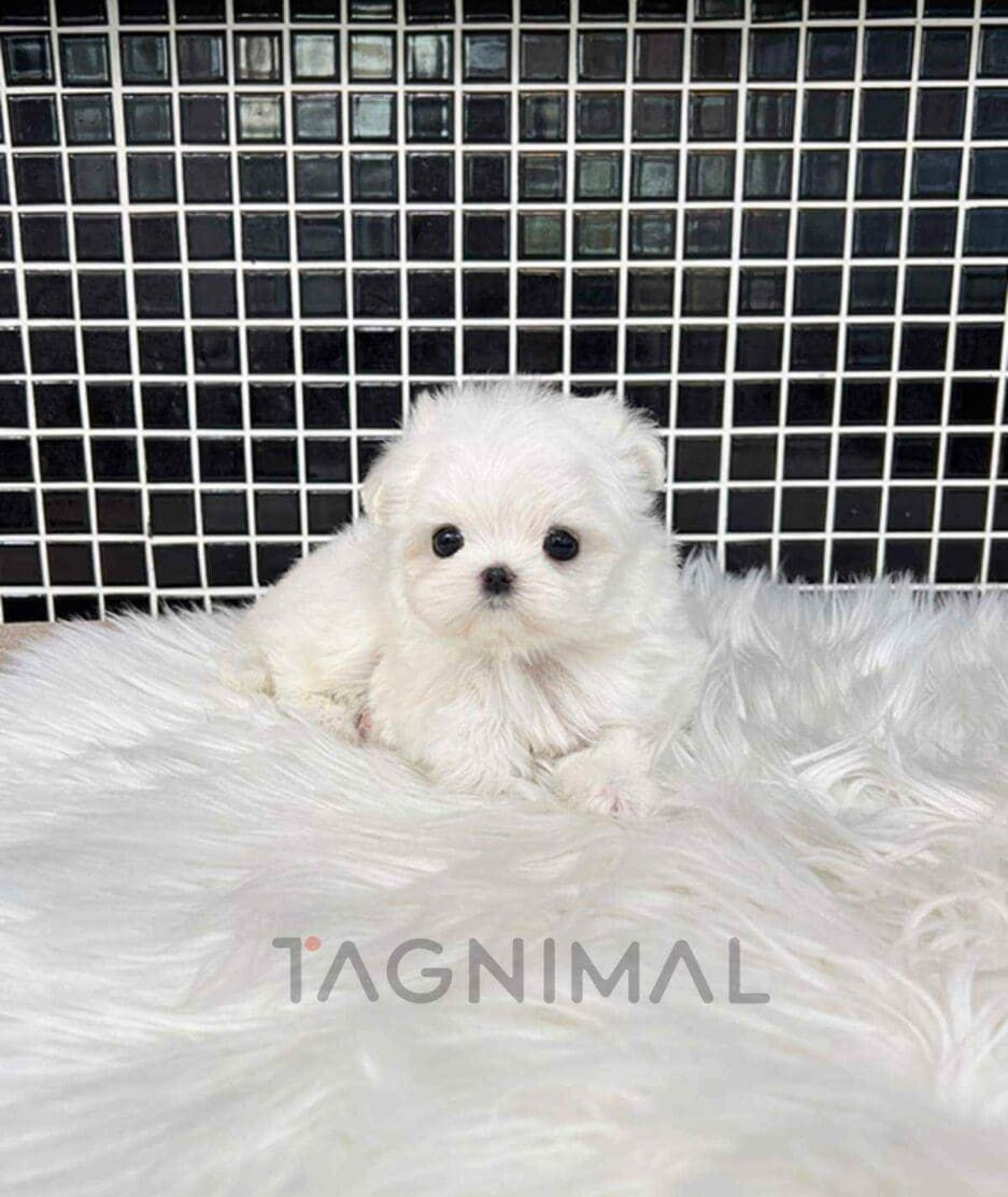 Maltese puppy for sale, dog for sale at Tagnimal