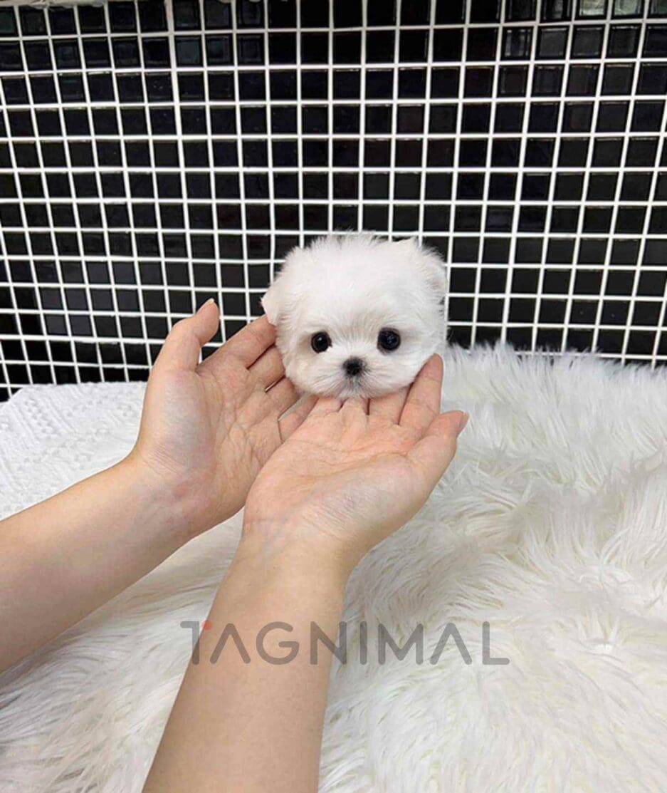 Maltese puppy for sale, dog for sale at Tagnimal