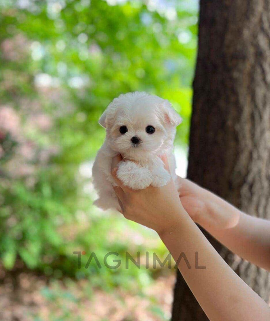 Maltese puppy for sale, dog for sale at Tagnimal