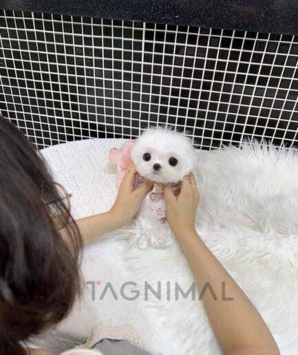 Maltese puppy for sale, dog for sale at Tagnimal