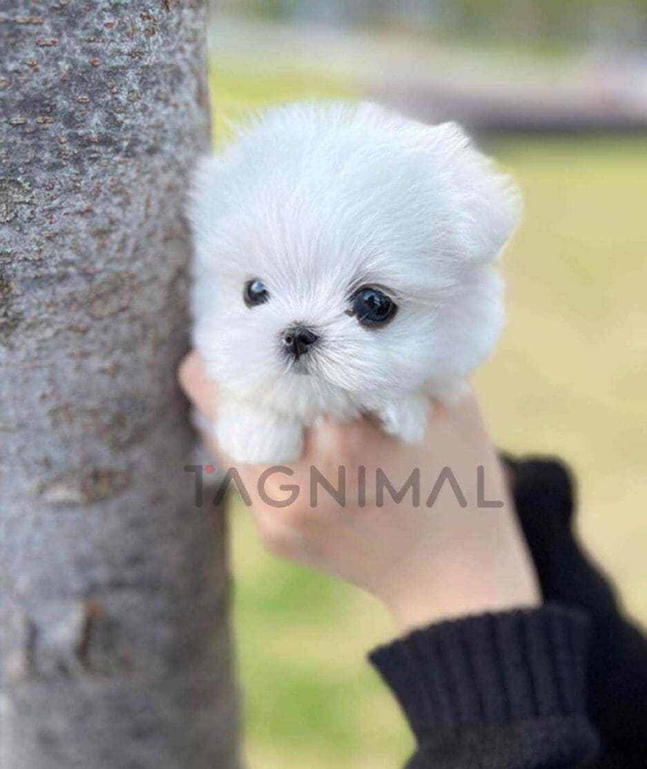 Maltese puppy for sale, dog for sale at Tagnimal