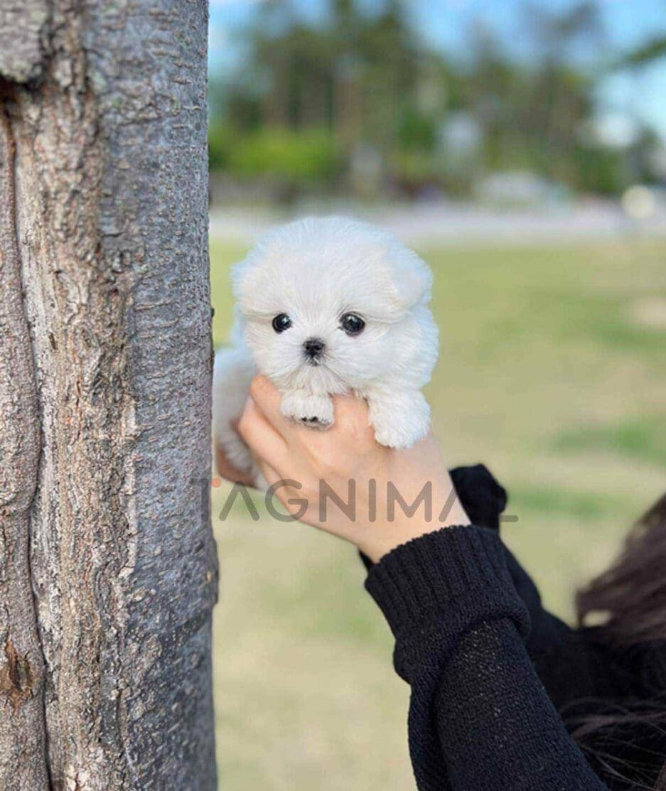 Maltese puppy for sale, dog for sale at Tagnimal