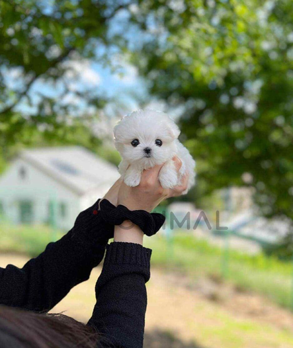 Maltese puppy for sale, dog for sale at Tagnimal